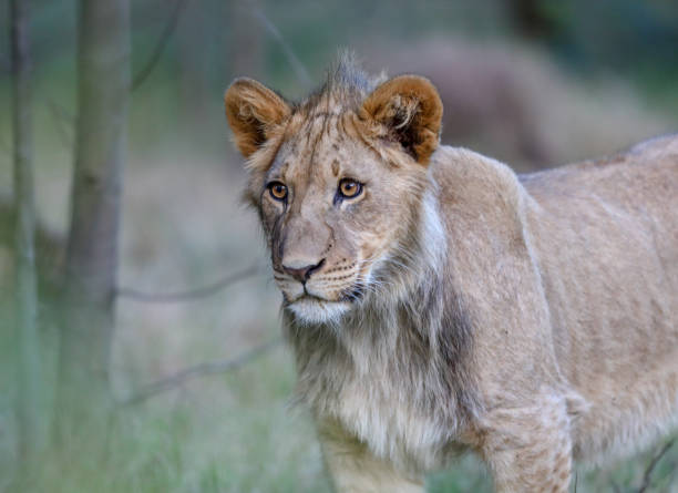 The lion cub lives in the Addo National Park in South Africa. The Addo National Park is open for the public and all the animals walk around free in the wild park.