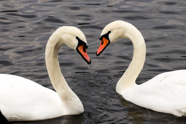 istock Communication of white swans 1340934834