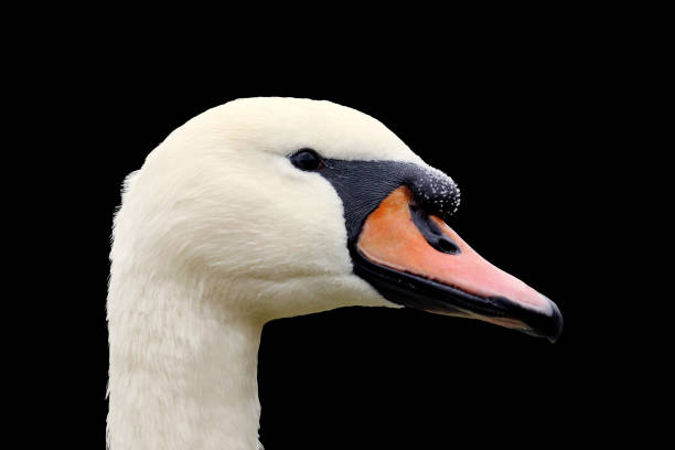 istock Portrait of a white swan. 1340934921