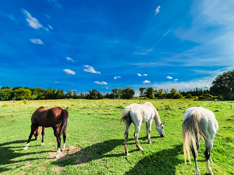 This is a view of horses eating grass at Isidol Ranch on Jeju Island, South Korea.