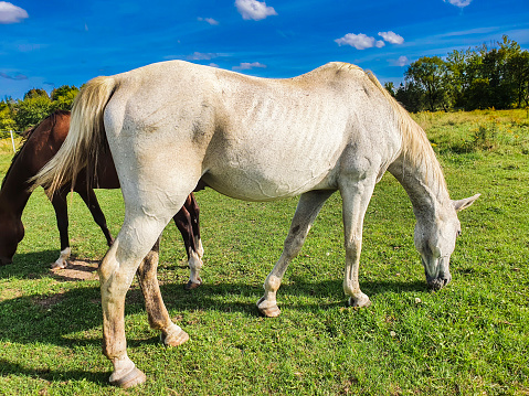 White and Brown horses in a field.