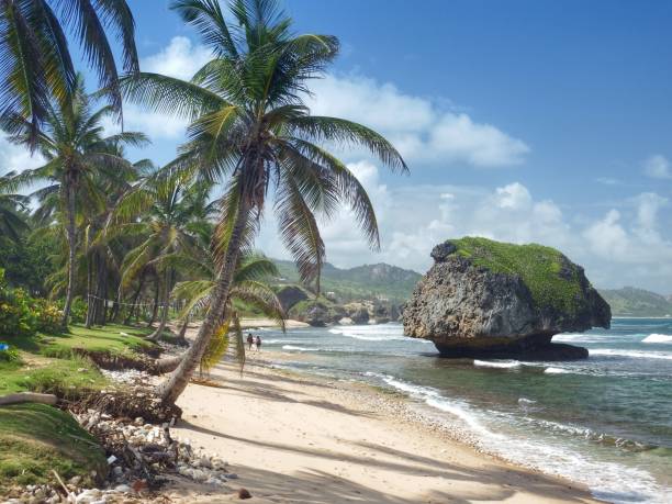 Sea stack at Bathsheba Palm trees lean towards the sea stack at Bathsheba, Barbados. barbados stock pictures, royalty-free photos & images