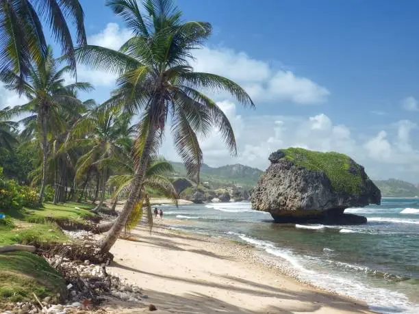 Palm trees lean towards the sea stack at Bathsheba, Barbados.