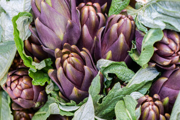 szczegółowy widok świeżych i zdrowych fioletowych karczochów z toskanii - purple artichoke zdjęcia i obrazy z banku zdjęć
