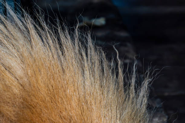 istock Light coat of a large pedigree dog. 1340939187
