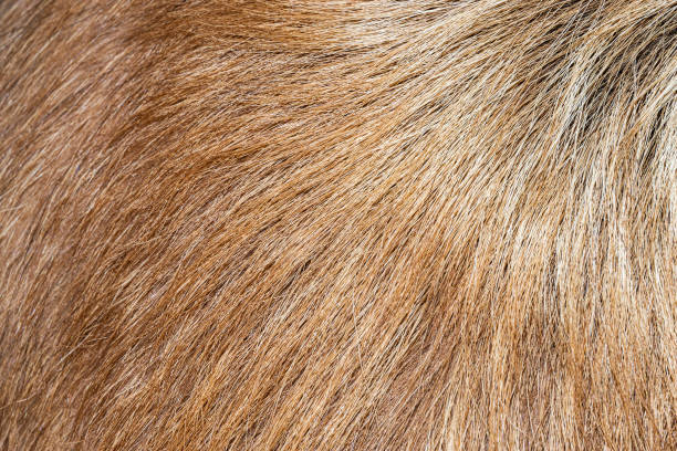 istock Light coat of a large pedigree dog. 1340939762