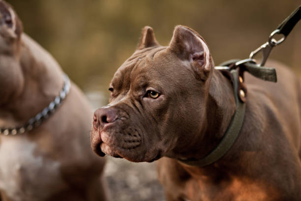 istock American Bully pet dog on location in nature 1340939780