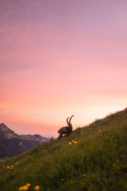 Silhouette of male Iberian ibex at sunset (Capra pyrenaica hispanica) in El Torcal, Antequera, Malaga