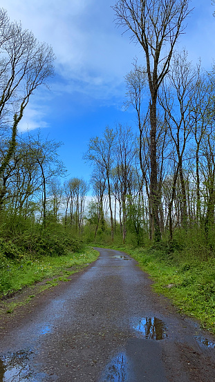 Stock photo showing English countryside lane in winter sunshine. Damp, tarmaced road lined with deciduous trees with bare branches.