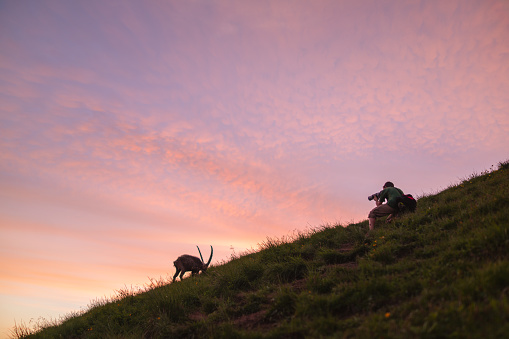 Young man photographs the Ibex, in the European Alps