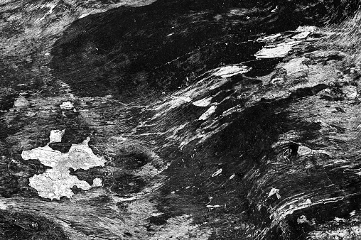 Black and white abstract tree trunk wood texture. Natural background. Impression of a monk.
