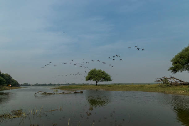 istock Thol Lake, Ahmedabad 1340944027
