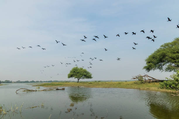 istock Thol Lake, Ahmedabad 1340944044