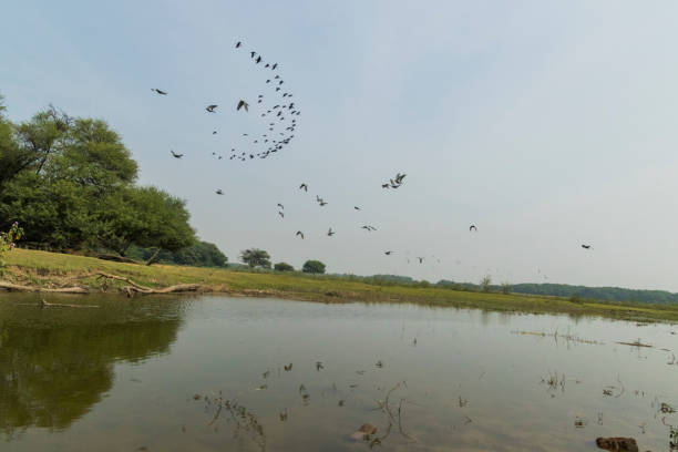 istock Thol Lake, Ahmedabad 1340944145