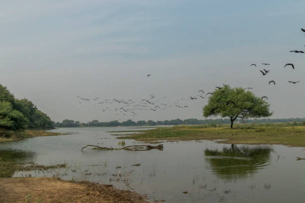 istock Thol Lake, Ahmedabad 1340944224
