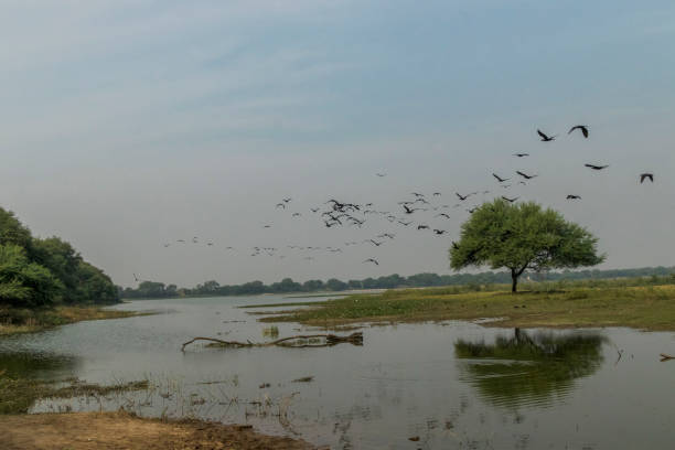 istock Thol Lake, Ahmedabad 1340944245