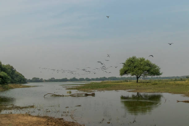 Thol Lake, Ahmedabad
