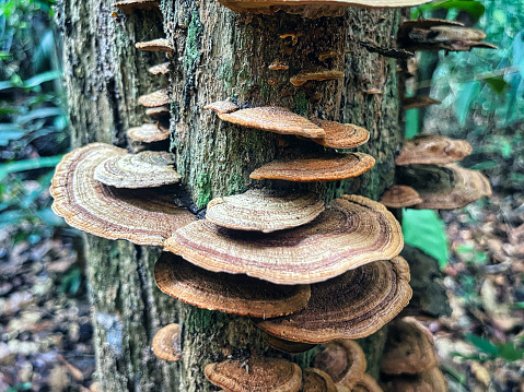 Trunk covered with disc fungi from the Amazon rainforest