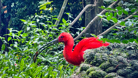 Kourou, French Guiana - September 4, 2021. View of a Sacred Red Ibis in the heart of the Amazon rainforest.