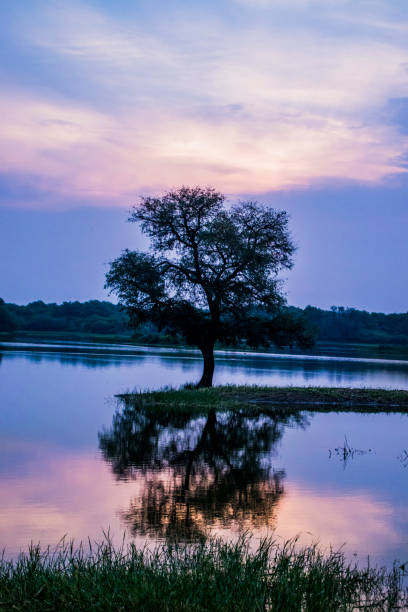 istock Thol Lake, Ahmedabad 1340945387