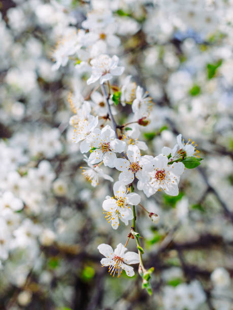close-up of a blooming apricot tree branch in spring close-up of a blooming apricot tree branch in spring flowering plum stock pictures, royalty-free photos & images