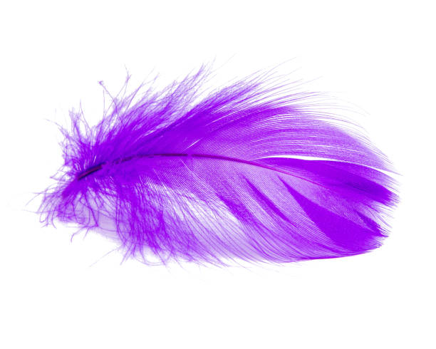 istock Purple violet fluffy elegance feather isolated on the white background 1340947200