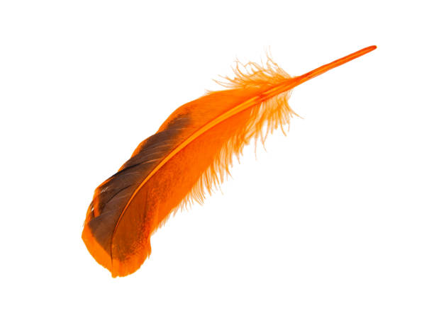 istock Decorative orange feather isolated on the white background 1340947670