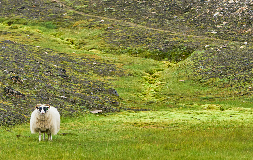 Icelandic sheep in the beautiful and unique island nation of Iceland in Europe.