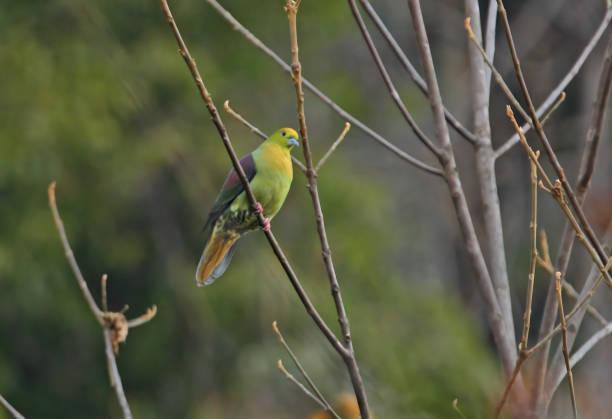 istock Wedge-tailed Green-pigeon 1340948778