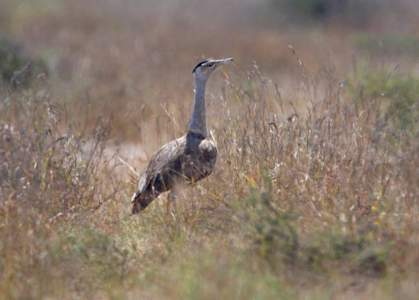Great Indian Bustard Great Indian Bustard (Ardeotis nigriceps) female standing in dry scrub. Gujarat India November indian bustard stock pictures, royalty-free photos & images