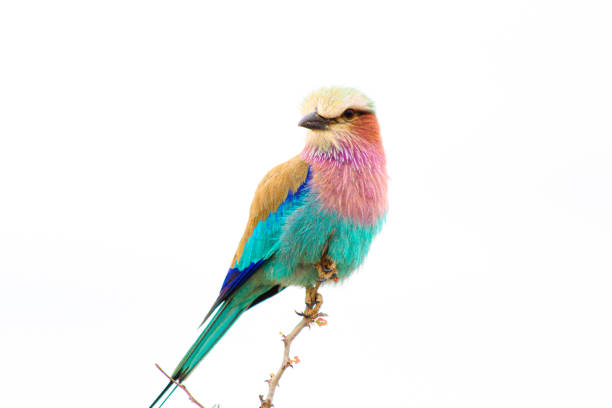 Lilac Roller Lilac roller perched on top of a small dry branch in the middle of a South African safari lilac breasted roller stock pictures, royalty-free photos & images