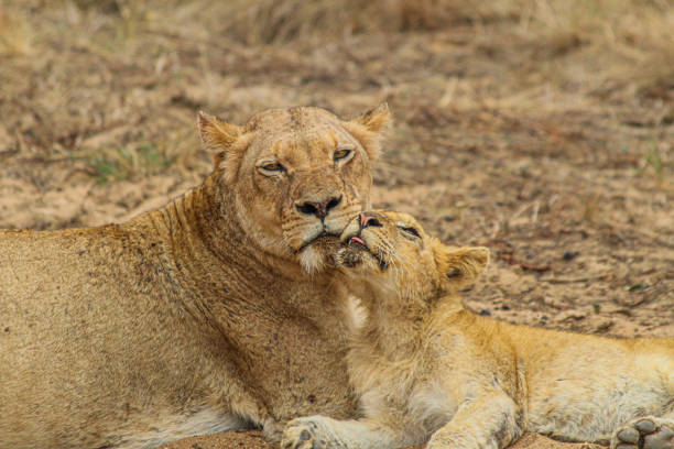 Lioness is licking her cute lion cub in the wild.