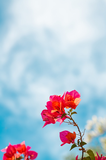 Bougainvillea Flowers and Clouds in the Sky