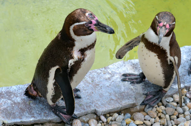 istock Tropical penguins on the beach near the pool. 1340952859