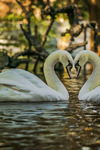 Wihite swan couple in the pond with heart shape