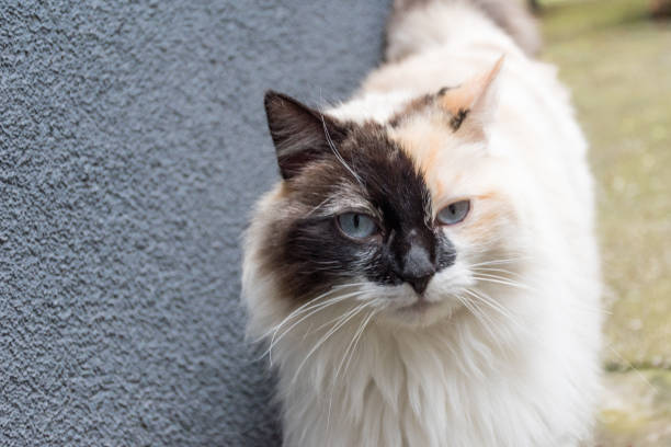 istock Long Hair White Cat with Blue Eyes and Black Markings 1340954147
