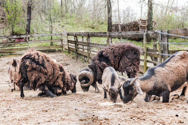 istock Sheep and Goats on Organic Animal Farm 1340954152