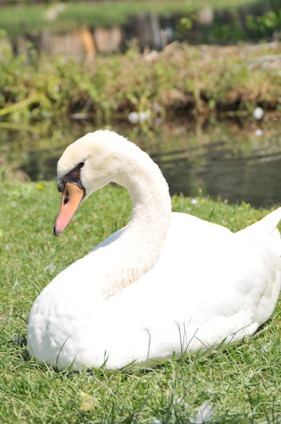 istock White goose on the grass near a pond 1340955663