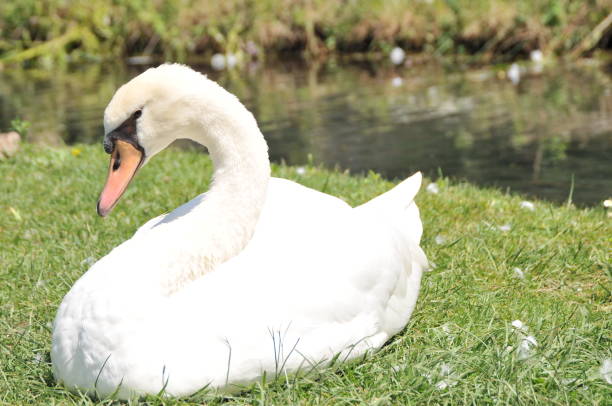 istock White goose on the grass near a pond 1340955664