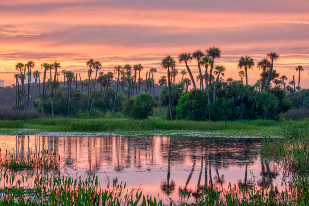 parque de deslumbrante orlando wetlands durante um nascer do sol vibrante no centro da flórida eua - nature reserve - fotografias e filmes do acervo