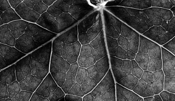 istock closeup photo of a leaf 1340957131