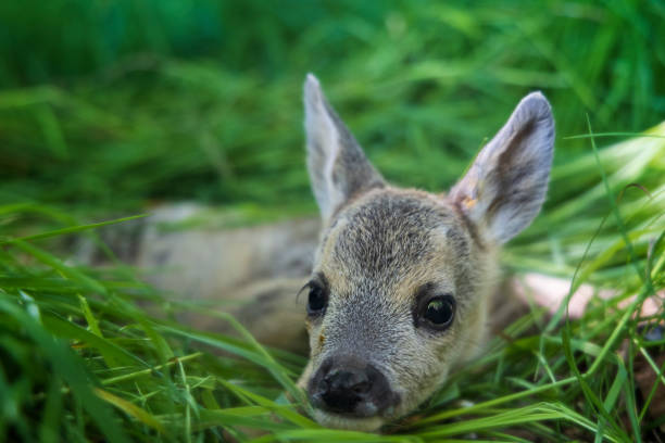 Young wild roe deer in grass, Capreolus capreolus. New born roe deer, wild spring nature Fawns are saved from certain death by hunters with the help of drones before mowing roe deer stock pictures, royalty-free photos & images