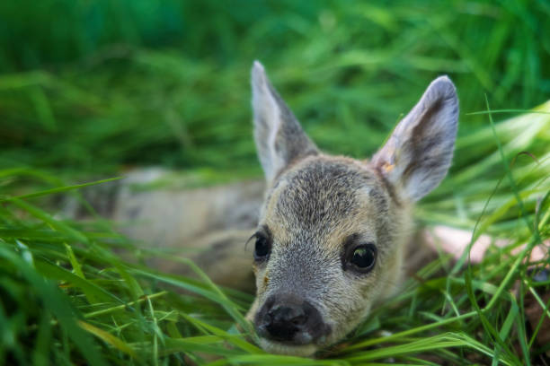 jovem cervo de ovas selvagens na grama, capreolus capreolus. veados recém-nascidos, natureza selvagem da primavera - cria de enho - fotografias e filmes do acervo