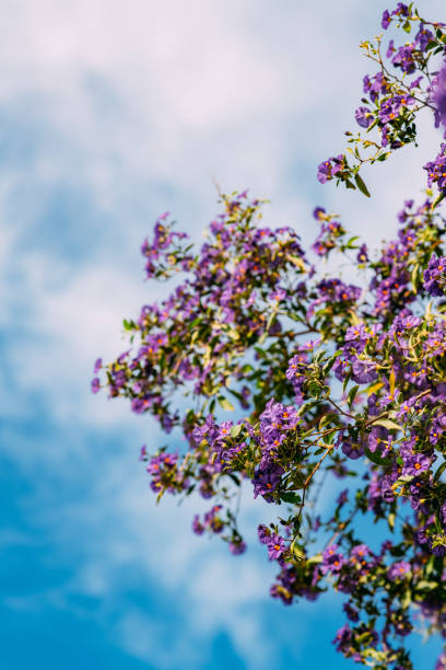 Beautiful wallpaper of magenta flowers blooming with blue sky sunny day