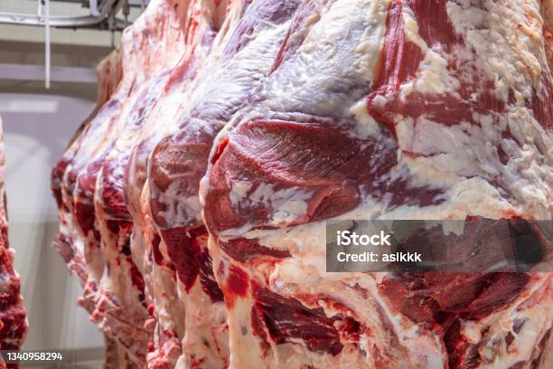 At The Slaughterhouse Carcasses Raw Meat Beef Hooked In The Freezer Close Up Of A Half Cow Chunks Fresh Hung And Arranged In A Row In A Large Fridge In The Fridge Meat Industry Halal Cutting Stock Photo - Download Image Now