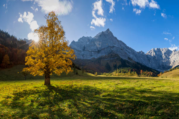 Autumn view of the maple trees at Ahornboden, Karwendel mountains, Tyrol, Austria