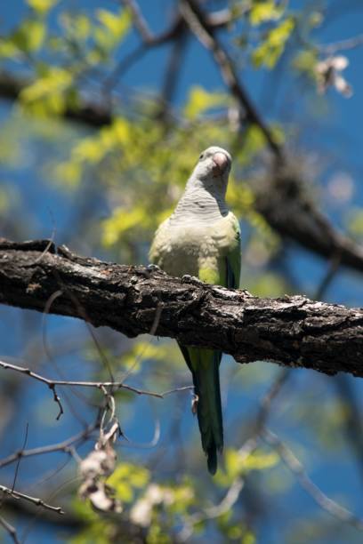 istock Small parrot on the branches of a tree 1340959184