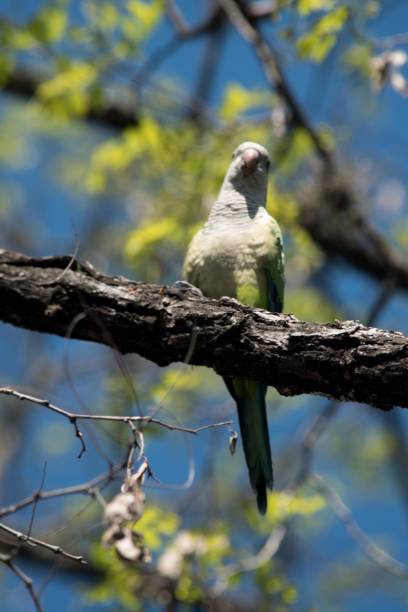 istock Small parrot on the branches of a tree 1340959212