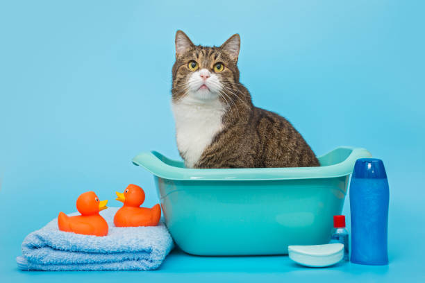 istock Big gray cat is sitting in a basin 1340959243