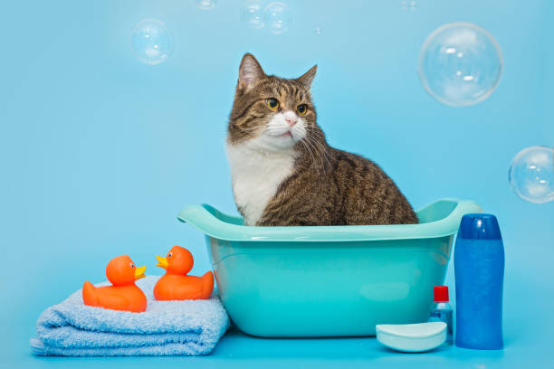 istock Big gray cat is sitting in a basin 1340959260